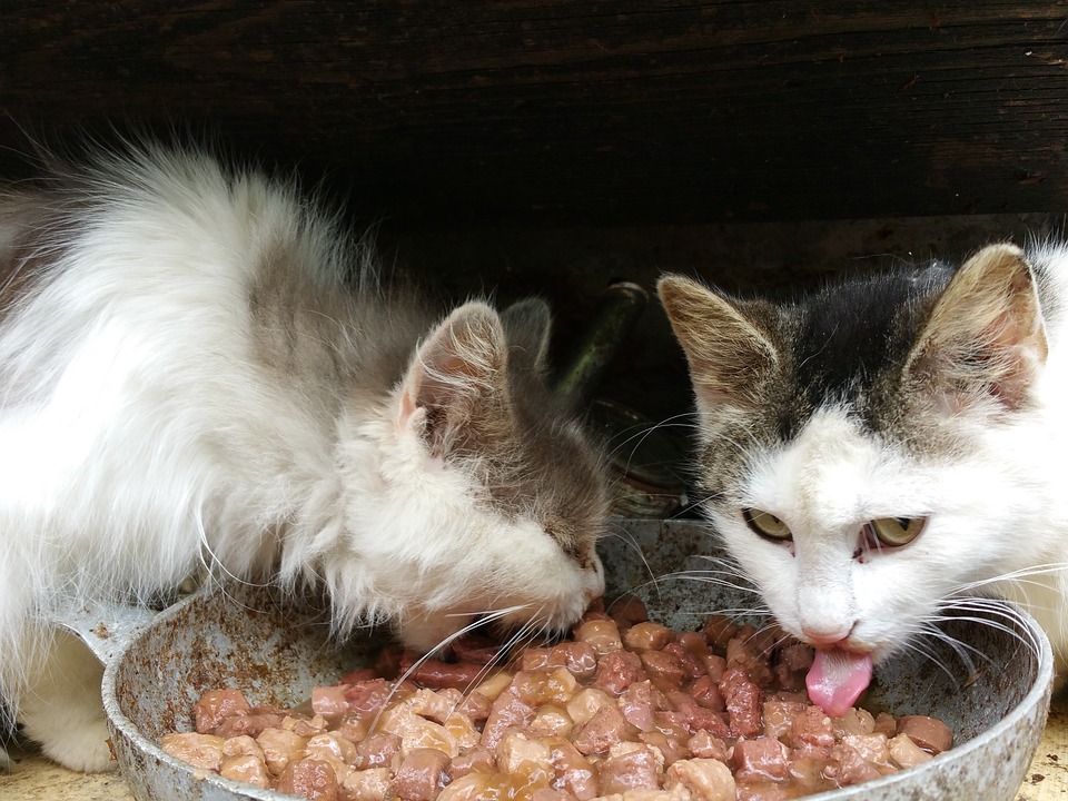 meilleure alimentation pour chat